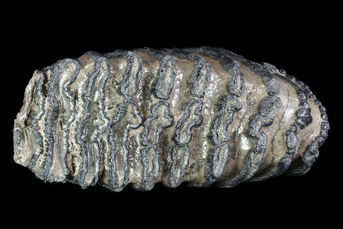 Fossil Southern Mammoth Molar #87481